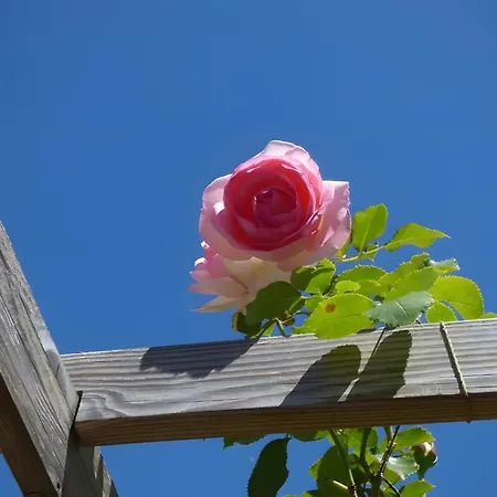 D'hotes Les Rosiers